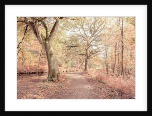Pathway by canal in Forest by Assaf Frank